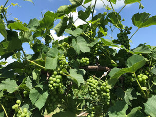 Grapes on vine in July