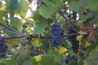 Norton Grapes Nearwood Winery